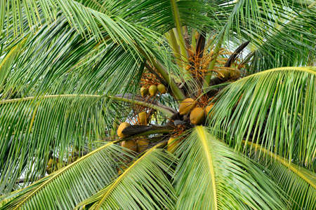 Palm tree with the fruit of coconut. Photo closeupの写真素材