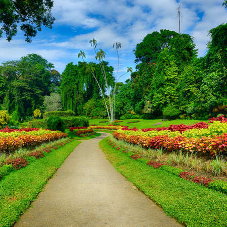 A beautiful alley in the Park with exotic plants. The national Park of Sri Lankaの写真素材