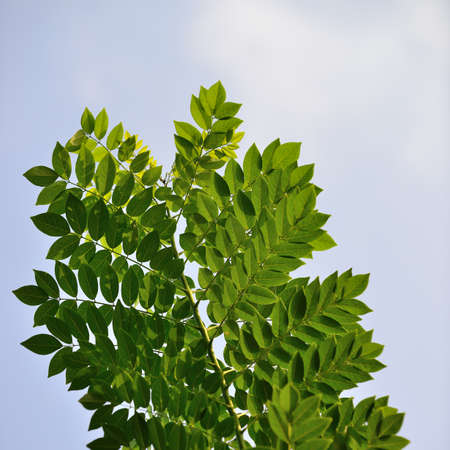 branch tropical tree. Blue sky backgroundの写真素材