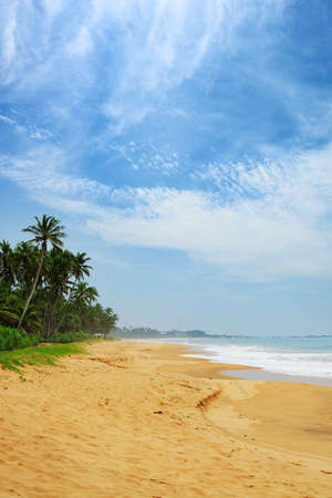 ocean coast. The coast of the Indian ocean with palm trees and yellow sandの写真素材