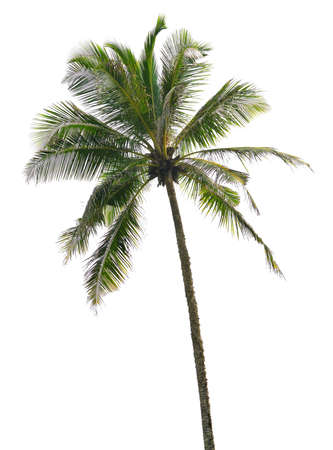 Palm tree isolated. White color backgroundの写真素材