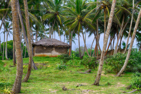 Shack in the jungle. A wooden house with a thatched roof in a tropical forest.の写真素材