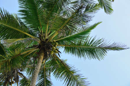 Palm tree with the fruit of coconut. Blue sky backgroundの写真素材
