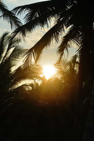 Sunset and the silhouette of palm trees. Photo control lightの写真素材