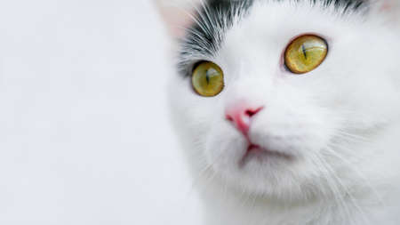portrait of black white cat with big yellow eyes on white backgroundの写真素材