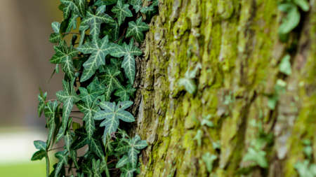 ivy climbing on the oak on beautiful sping dayの写真素材