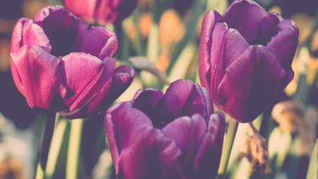 lot of vivid violet tulips on field with some white on backgriund, spring, outdoorsの写真素材
