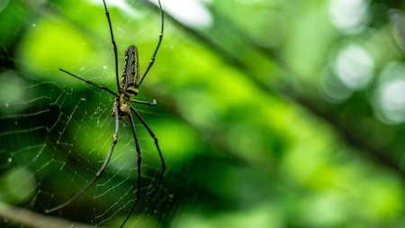 female Golden Web Spider Nephila pilipes . Thailand.の写真素材
