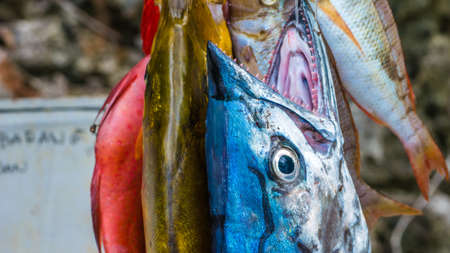 Fresh Fish to buy on Painemo Island, Raja Ampat, West Papua, Indonesia.の写真素材