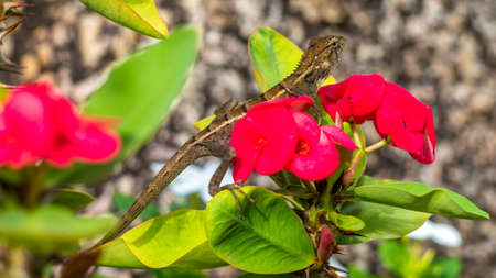 Oriental garden lizard on Red Euphorbia Beautiful Flower in Thailandの写真素材