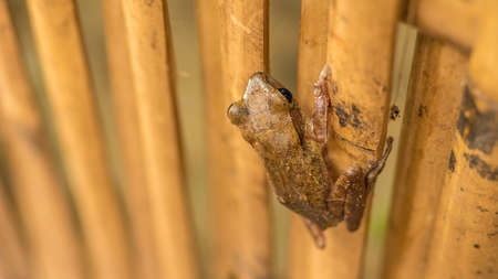 Close up of Beautiful Frog on Dry Bamboo Stick. Top Short Perspective. Koh Tao, Thailand.の写真素材