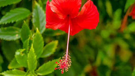 big red hibiscus flower on the green leaves background.の写真素材