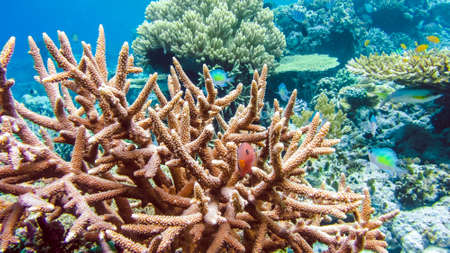 Colorful Hard Corals and some Coral Fish around on Kri, Raja Ampat, Indonesia.の写真素材
