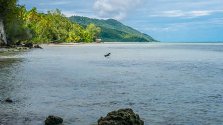 Dog hunting in Water during low Tide on Kri Island, Raja Ampat, Indonesia. West Papua