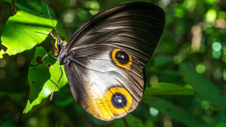 Close- up view of a beautiful Butterfly, Gam Island, Raja Ampat, Indonesia. West Papuaの写真素材