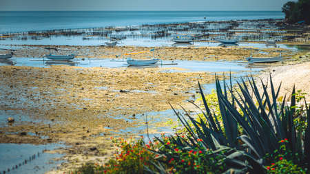 Fisher Boats at low tide near seaweed plantations algal - Nusa Penida, Bali, Indonesiaの写真素材