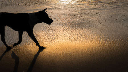 Dog Silhouette in Golden Sunset Light, on Beautiful Crystal Bay in Nusa Penida Baliの写真素材