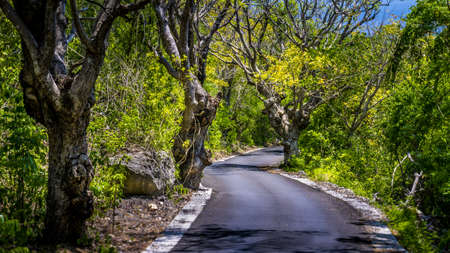 Narrow Road between Bizarre Trees on Nusa Penida Island, Bali Indonesiaの写真素材