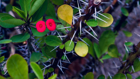 Red Euphorbia milii flower, Koh Tao, Thailandの写真素材