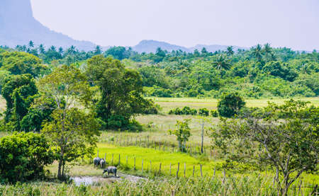 Rice Files in front of Rocky Mountains near El Nido, Palawan, Philippinesの写真素材