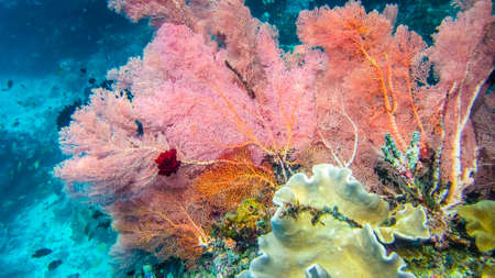 Lilac Colorful soft coral reef and diver in Raja Ampat, Indonesiaの写真素材
