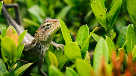 Oriental garden lizard on green leaves in Thailandの写真素材