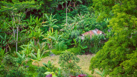 Hut in Tale between lush green banana trees in Sidemen, Bali, Indonesiaの写真素材