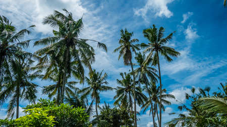 Tops of Coconut Palm Trees near Rice tarrace, Sidemen. Bali, Indonesiaの写真素材