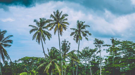 Tops of Coconut Palm Trees near Rice tarrace on cloudly sky ,Sidemen. Bali, Indonesiaの写真素材