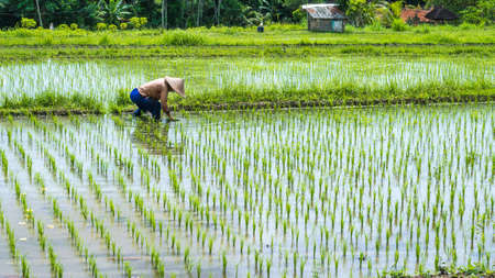 Farmer transplant rice in a field, Bali, Indonesiaの写真素材