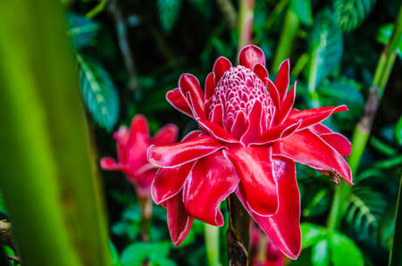 Red Torch Ginger Flowers close up between lush green halm and fern on Bohol, Philippinesの写真素材