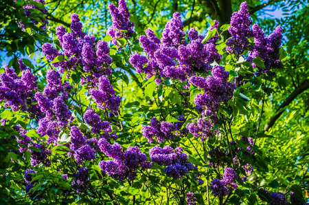 A beautiful bunch of blooms lilac flowers with some green leafs. Lilac flowers in the garden