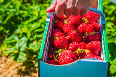 Woman holding carton box basket with strawberryの写真素材