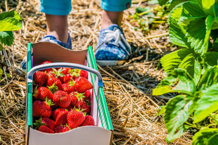 Women standing in front of carton box filled with fresh organic strawberry on the groundの写真素材