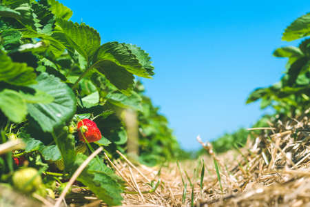 Strawberry field. Garden-bed with some ripe fruit. Blue sky in backgroundの写真素材