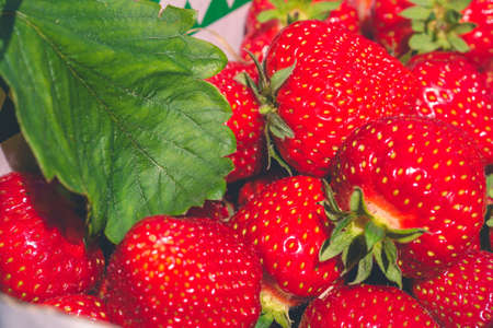 Fresh ripe strawberry just picked from the farm. Close upの写真素材