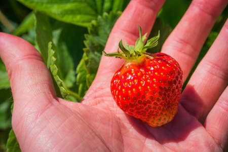 A Single red strawberry in palm. Green leaves in backgroundの写真素材