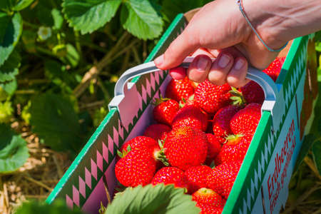 Woman holding carton box basket with delicious fresh picked strawberryの写真素材