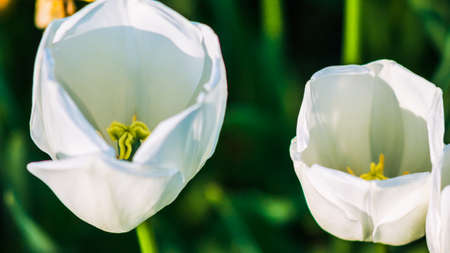 Two big white tulips in detail, with dark backgroundの写真素材