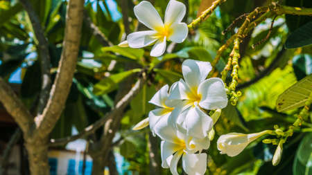 Brunch of white of tiare flowers at green outdoors backgroundの写真素材