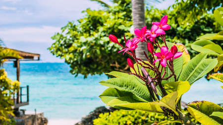 Branch of tropical pink flowers frangipani plumeria with palm tree, beach and ocean in backgroundの写真素材