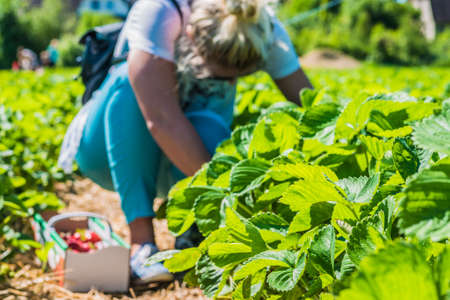 Jung women pick fresh delicious strawberry in a fieldの写真素材