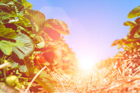 Strawberry field. Garden-bed with some ripe fruit. Blue sky in backgroundの写真素材