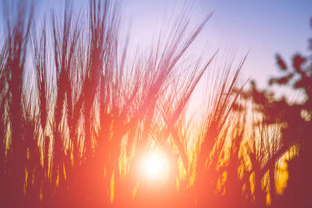 Silhouette of wheat ears during sunset warm light come up through the wheat.の写真素材