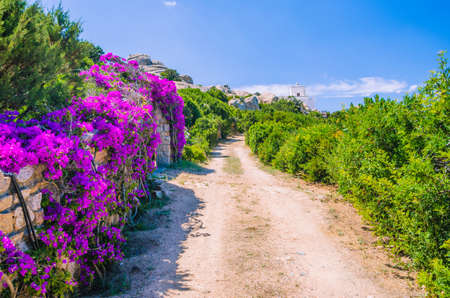 Road to lighthouse with bright lilac flowers side, Porto Rafael, Palau, Sardinia, Italy.の写真素材