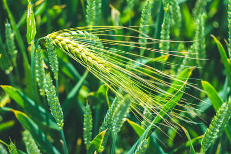 Green wheat detail in evening light. Close up