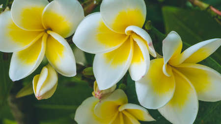 Brunch of blossoming yellow tiare flowersの写真素材