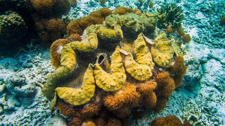 Giant colorful clam Tridacna gigas grows in the bottom in Raja Ampat, Indonesiaの写真素材