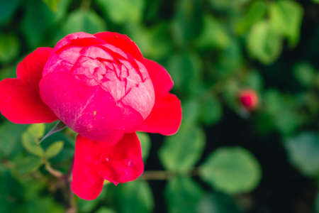 Centifolia red rose with defocused foliage. Natural flower. Soft focus. Copy space. Free place for text. One blossoming red rose. Open rose for cardの写真素材