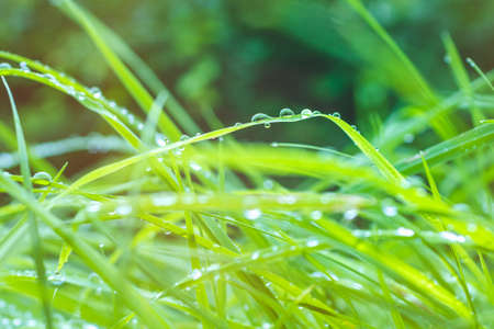 Rain dropps on green grass in sun light flaresの写真素材